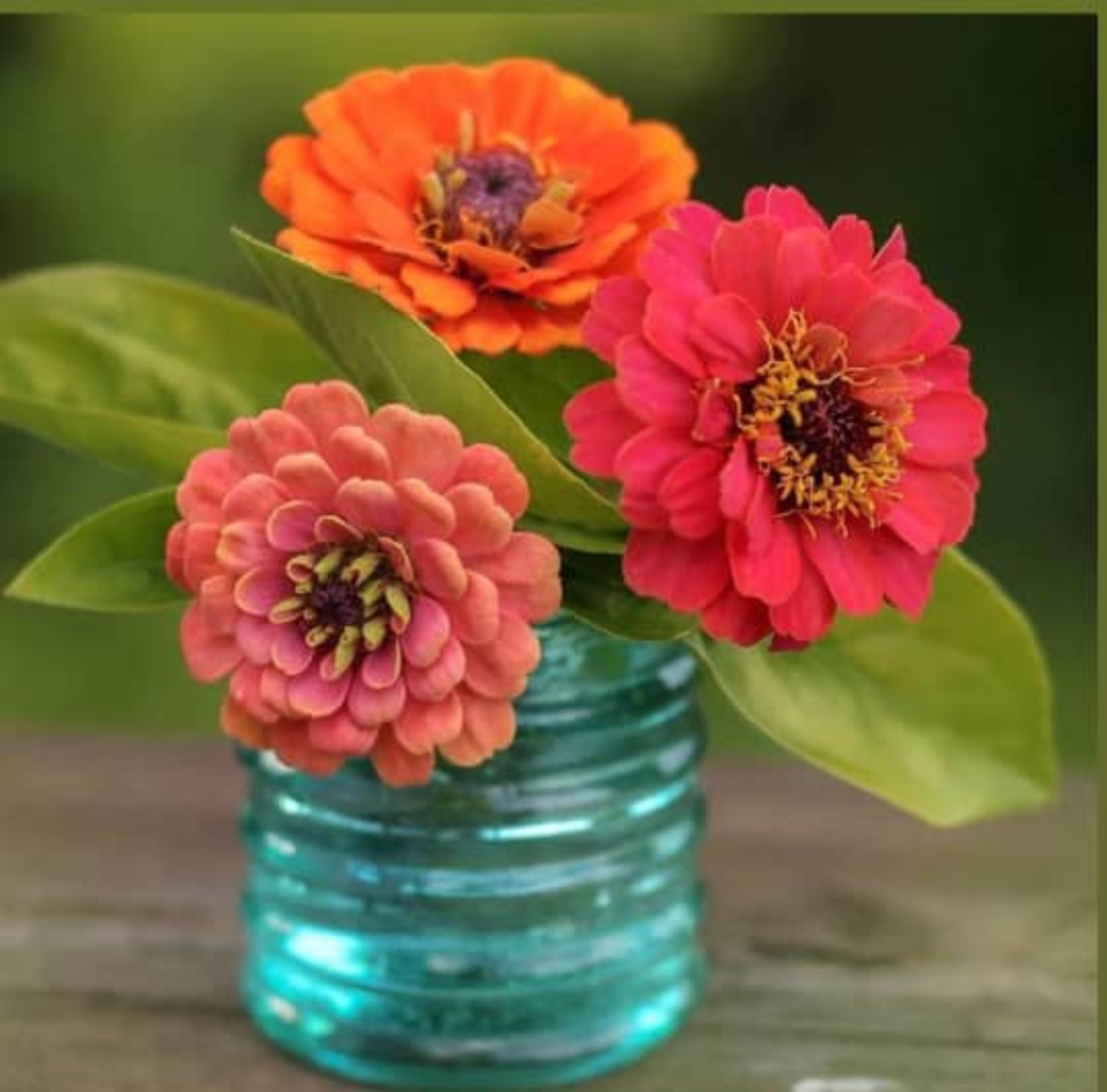 Tarfan Tanzifian_kMqK2